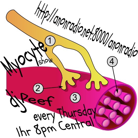 Myocyte